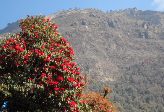 Diez cosas más importantes que debes recordar antes de hacer trekking en el Himalaya